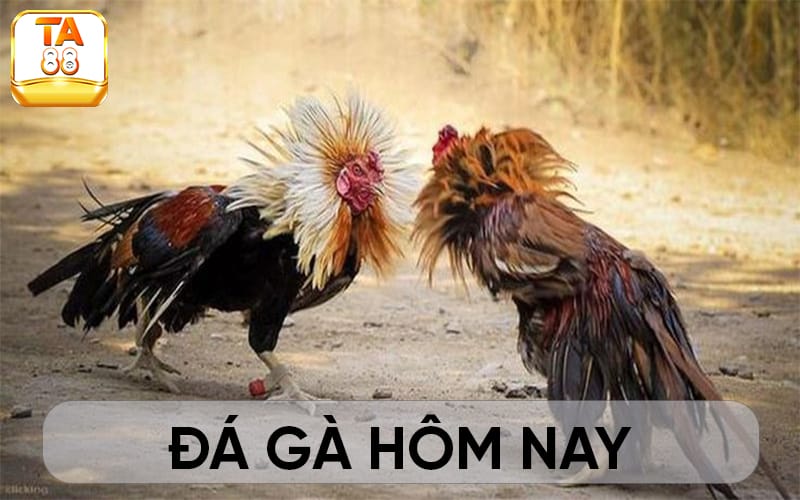 Những thể loại đá gà khác trong danh mục đá gà hôm nay có tại TA88