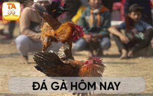 da-ga-hom-nay-avt