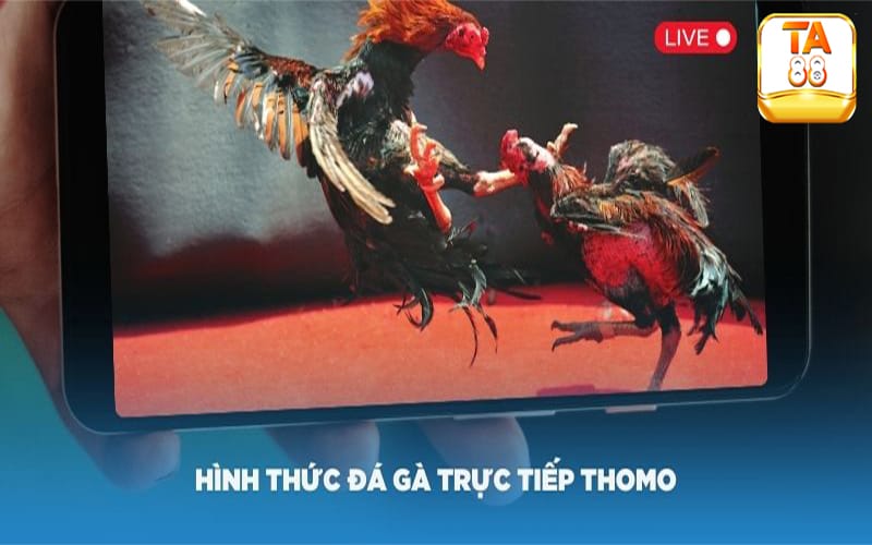 Những thông tin chi tiết về đá gà trực tiếp thomo