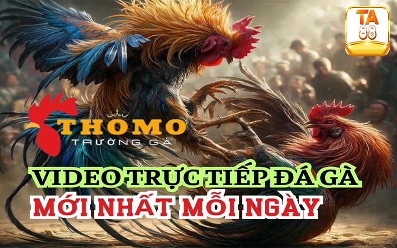 Điểm hấp dẫn của đá gà trực tiếp thomo