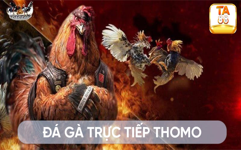 Địa chỉ xem đá gà trực tuyến thomo uy tín hiện nay trên thị trường