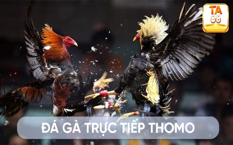 da-ga-truc-tiep-thomo-avt